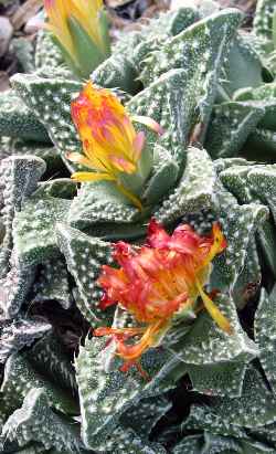 (Faucaria felina  ssp. tuberculosa )