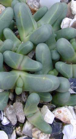 (Gibbaeum fissoides)