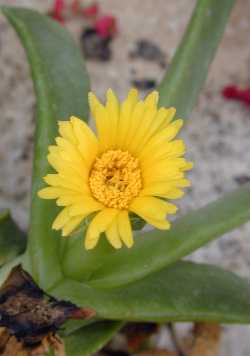 (Glottiphyllum platycarpum)