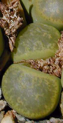 (Lithops lesliei var. albinica )