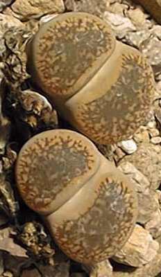 (Lithops aucampiae ssp. aucampiae )