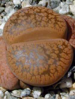 (Lithops aucampiae 'Kuruman' form)