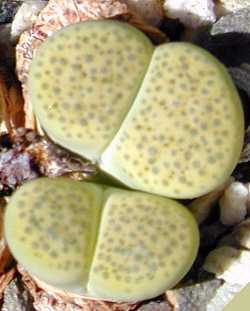 (Lithops fulviceps)