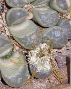 (Lithops helmuti)