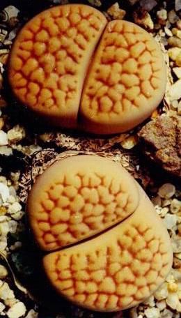 (Lithops hookeri ssp. lutea )