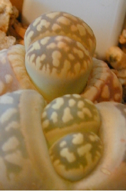 (Lithops bromfieldii var. insularis )