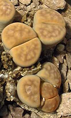 (Lithops karasmontana ssp. karasmontana )