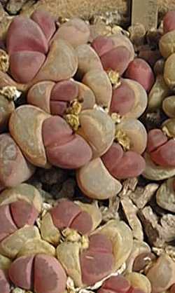 (Lithops optica ssp. rubra )