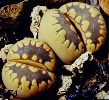 (Lithops otzeniana)