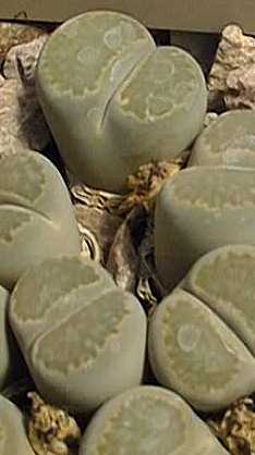 (Lithops salicola)