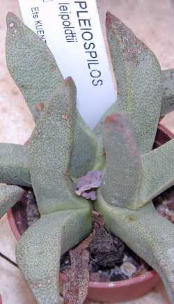 (Pleiospilos leipoldtii)