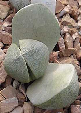 Split Rock(Pleiospilos nelii)