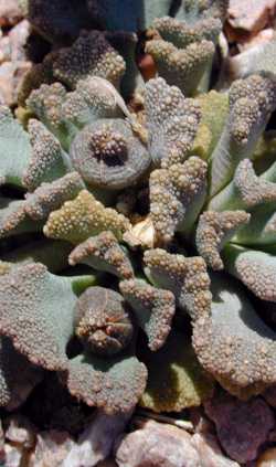 (Titanopsis calcarea)