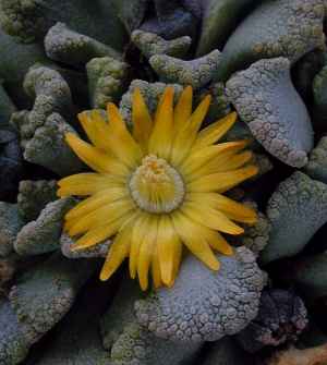 (Titanopsis calcarea)