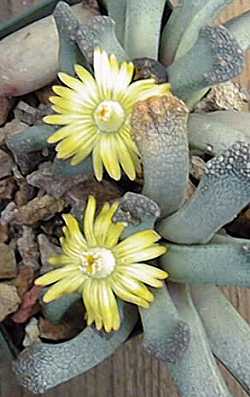 (Titanopsis fullerii)