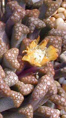 (Titanopsis hugo-schlechteri)