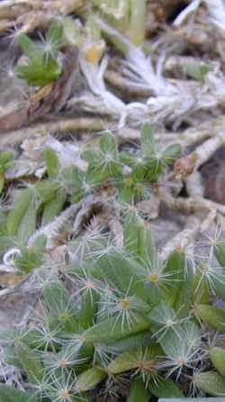 (Trichodiadema densum)