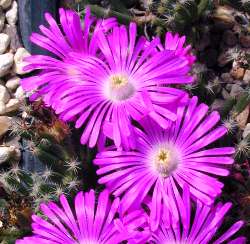 (Trichodiadema densum)