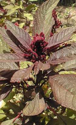 Amaranth, Purple Amaranth, Mexican Grain Amaranth(Amaranthus cruentus)