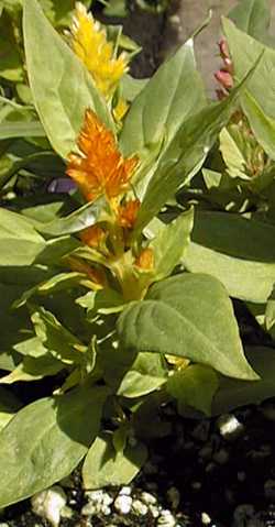 Feather Amaranth(Celosia cristata)