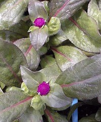 Globe Amaranth(Gomphrena globosa)