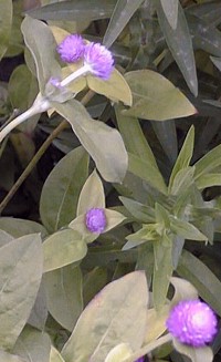 Globe Amaranth(Gomphrena globosa)