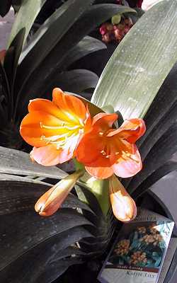 Clivia(Clivia miniata)