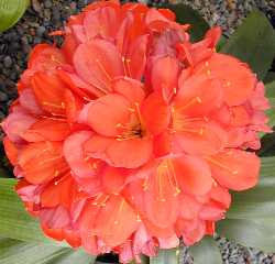 Clivia(Clivia miniata)