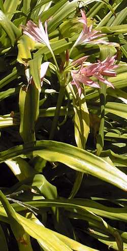 (Crinum )