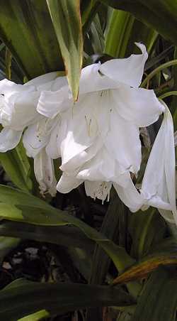 (Crinum )