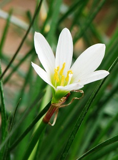 Zephyr Flower, Fairy Lily(Zephyranthes candida)