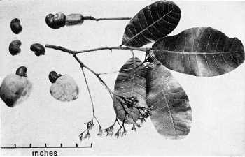 Cashew, Pajuil, Maranon(Anacardium occidentale)