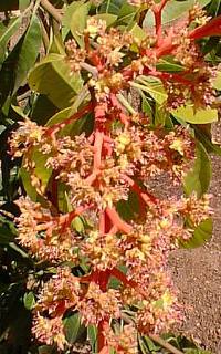 Mango(Mangifera indica)