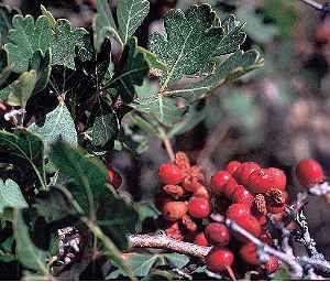 Skunkbush Sumac, Squawbush Sumac(Rhus trilobata)