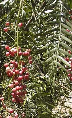 California Pepper Tree(Schinus molle)