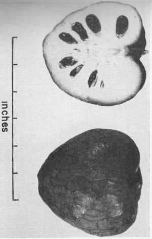 Cherimoya(Annona cherimola)