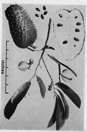 Soursop, Guanabana(Annona muricata)