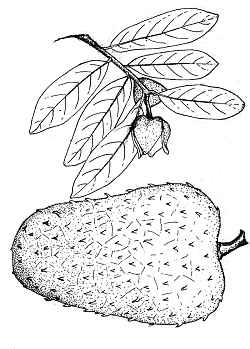 Soursop, Guanabana(Annona muricata)