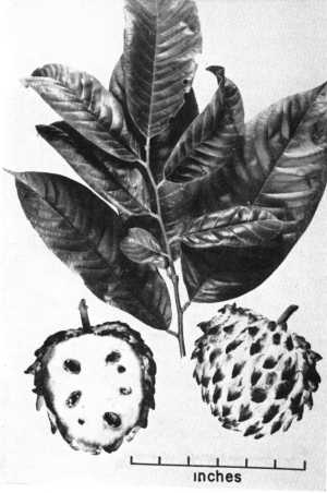 Sweetsop, Sugar Apple, Anón(Annona squamosa)