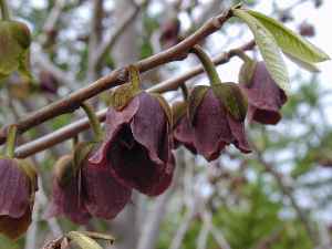 Paw paw(Asimina triloba)