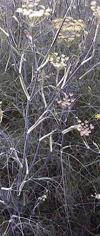 Common Fennel, Bronze Fennel(Foeniculum vulgare)