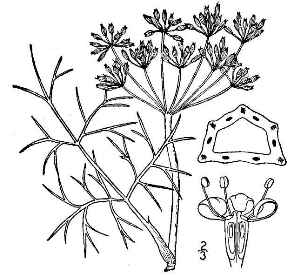 Common Fennel, Bronze Fennel(Foeniculum vulgare)