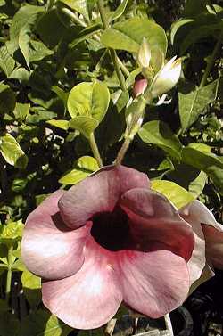 Purple Allamanda(Allamanda blanchetii)