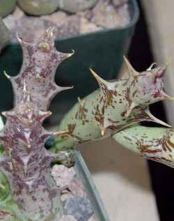 (Caralluma deflersiana)