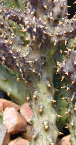 Persian Carpet Flower(Edithcolea grandis)