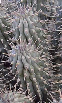 (Hoodia gordonii)