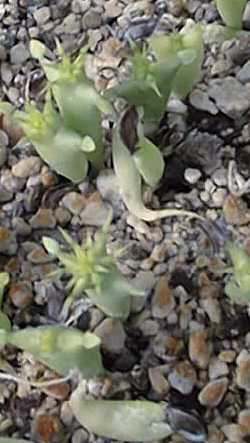 (Hoodia macrantha)