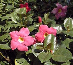 Mandevilla, Red Riding Hood, Dipladenia(Mandevilla splendens)