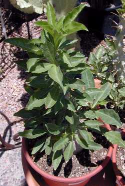 (Pachypodium saundersii)