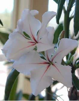 (Pachypodium succulentum)